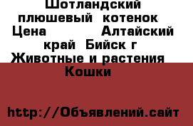  Шотландский плюшевый  котенок › Цена ­ 5 000 - Алтайский край, Бийск г. Животные и растения » Кошки   
